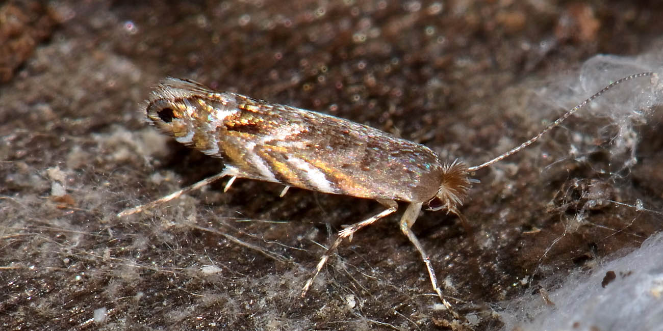 Gracillariidae? Si,  Phyllonorycter robiniella